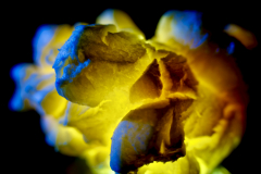 P1146827